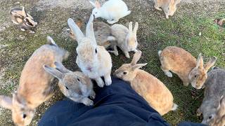 A whopping 600 rabbits Trip to Japans Amazing Rabbit Island🐰 [upl. by Marguerie]