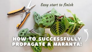 How to successfully propagate a maranta and make your pot MORE FULL  EASY start to finish [upl. by Nerrat]