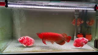 Aggressive Red Arowana with 3 Oscar Fishes  Arowana Tank Mates [upl. by Schouten]