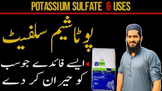 6 Uses SOP What Is Potassium Sulphate Sulphate Of Potash Fertilizer In Urdu N P K 0 [upl. by Nalliuq]