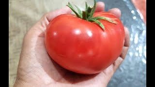 Harvesting Japanese Minowase Daikon Radishes and Beefsteak Tomatoes [upl. by Nagam595]