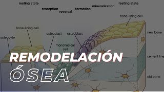 El proceso de remodelación ósea [upl. by Amahcen]