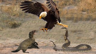 King of the Sky Eagle hunts Mongoose Snake to eat meat  King Cobra vs Mongoose [upl. by Eniamrehc]