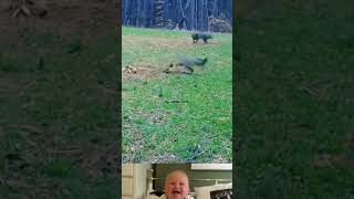 Fox Bite A Stuck Jackals 😱  Animal Funny Video  shorts youtubeshorts [upl. by Nnael]