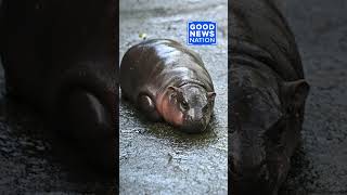 Who is ‘Moo Deng’ Meet the baby hippo viral sensation [upl. by Koehler168]