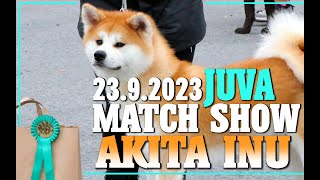 Match Show  Akita Inu [upl. by Lede]