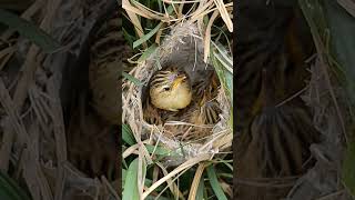 Zitting Cisticola Chicks Life Begins in the Tall Grass shortsviral trendingshorts [upl. by Egduj]