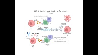 LILT A Novel Immune Checkpoint for Cancer Therapy [upl. by Aciria277]