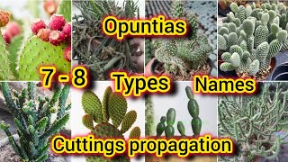 opuntias 78 types cuttingspropagationwith names  Bloom with SI [upl. by Marb900]