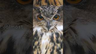 The Silent Hunters How Owls Fly Without a Sound [upl. by Huan]