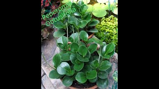 Peperomia Obtusfolia [upl. by Doownyl636]