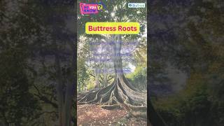 Buttress Roots  Types of Roots  Morphology of Flowering Plants  Class 11 Biology  Biology Boons [upl. by Anidnamra]