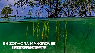 Rhizophora Mangroves Sentinels of our coast [upl. by Yelreveb]