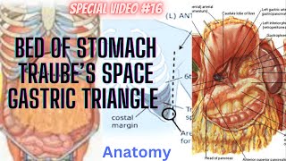 Anatomy of Gastric triangle Traube’s space amp Stomach Bed in details Special video part 16 [upl. by Hiamerej]