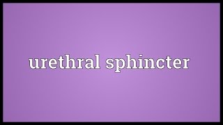 Urethral sphincter Meaning [upl. by Gellman]