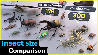 3d size comparison  Insects [upl. by Kcinnay484]