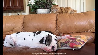 Funny Great Danes Enjoy a Drink While Cat Trains Wet Puppy [upl. by Ecnesse]