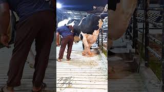 Enormous Holstein Friesian bull [upl. by Mazel]