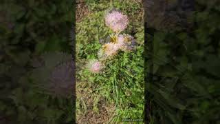 Bracted strawflower [upl. by Sawtelle]