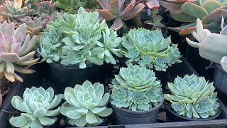 Echeveria Glauca vs Echeveria Elegans Mexican Snowball quick overview and growing tips [upl. by Kirimia]