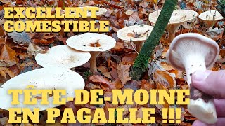 Une merveille  Des tètedemoine en pagaille  Cèpes 2023 cèpes champignons coulemelles [upl. by Netsrijk]