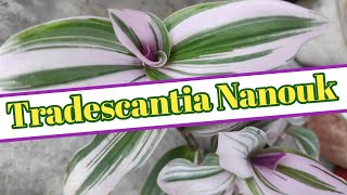 Tradescantia Nanouk Care Tips Fertilizer and Propagation  Care of Pink Wandering Jew [upl. by Benedikt]