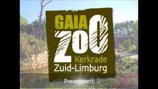 GaiaZOO  Nieuwe hengst bij Przewalskipaarden [upl. by Jillane287]