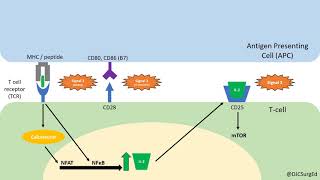 Transplant Immunology Part 1 [upl. by Mikaela488]