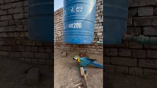 Macaw parrot ko bacha lea parrot [upl. by Naji43]