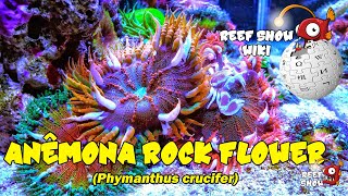 Reef Show Wiki Anêmona Rock Flower [upl. by Agnew]