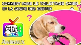 Comment faire le toilettage canin pour la coupe des griffes [upl. by Barnet36]