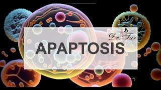 Lesson 6How Decreased Apoptosis Fuels Cancer [upl. by Dlorad282]