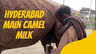 CAMEL MILKING ON THE ROADSIDE  Sindh Pakistan [upl. by Colt946]