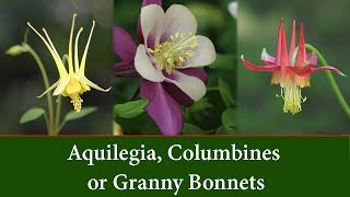 Aquilegia Columbine Plants or Granny Bonnet Plants [upl. by Eninnaj]