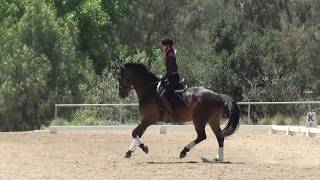 How to Prevent your Horse from Curling Behind the Bit [upl. by Maxima]