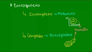 Sistemas esqueléticos  Zoologia  Biologia [upl. by Peony925]