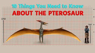 Unveiling Pterosaurs 10 Essential Facts You Must Know  Insight Station [upl. by Gnuhc]