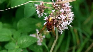 Volucella zonaria  Hornissenschwebfliege  Hornet Mimic Hoverfly [upl. by Mechling174]