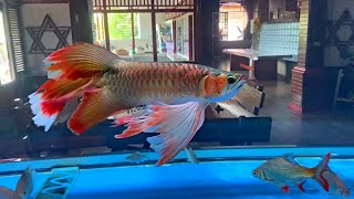 Most Beautiful Arowana With Long Tail  Best Types of Arowana [upl. by Sset424]