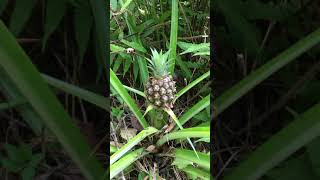 Growing Pineapple in Florida [upl. by Suiratnauq1]