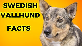 Swedish Vallhund  Top 10 Facts [upl. by Melisse]