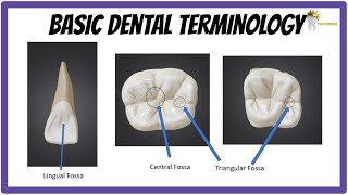 BASIC DENTAL ANATOMY  TEETH FORMULAE LANDMARKS CUSPS TUBERCLE RIDGES FOSSA [upl. by Frasquito417]