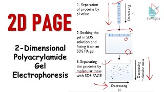 2D polyacrylamide gel electrophoresis  2D PAGE [upl. by Cassiani800]