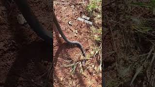 Coastal taipans are dangerous taipan snake herping inlandtaipan reptiles straya blindsnake [upl. by Duhl]