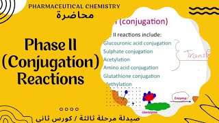 عضوية وزاري  شرح مهم خاص ب phase 2 II metabolism [upl. by Raimund]