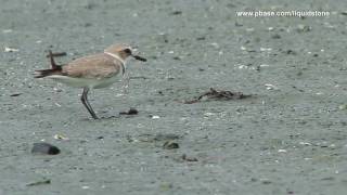 Kentish Plover Charadrius alexandrinus [upl. by Myrtia534]