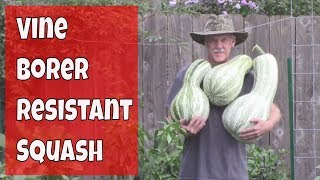 Vine Borer Resistant Squash Harvest  Green Striped Cushaw [upl. by Neurath]