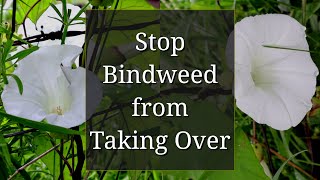 Stop Bindweed from Taking Over [upl. by Nyrek]