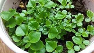 Peperomia Pellucida  Crab Claw Herbs How to Collect Seeds and Sow [upl. by Ijan]