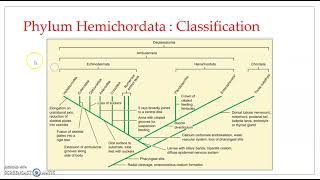 Phylum Hemichordata  Salient features amp Classification [upl. by Dorelia394]